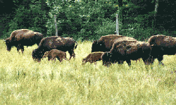 Elevage de Bisons et Highland - Haute-Saone 
