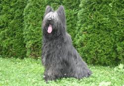 La Tour du Bailly - Pension canine et fline - Elevage de Briard