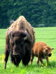 Planet'Bison : produits canadiens