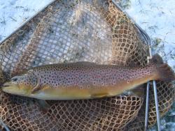 PISCICULTURE DU BREUCHIN - Haute-Saone 