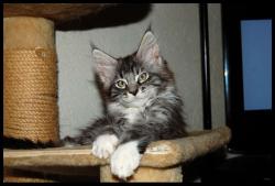 Elevage Familial Maine Coon