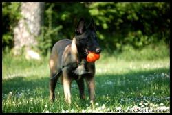 Elevage Berger Belge Malinois Tervueren Travail