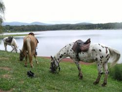 Balades  cheval et  poney