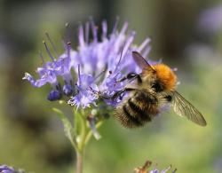 Mon activit: les abeilles - Haute-Saone 