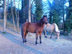 L'curie de Lyly - Pension pour chevaux