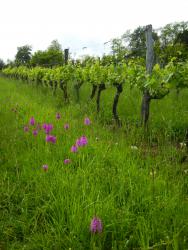 Pascal HENRIOT, vigneron en cu - Haute-Saone 