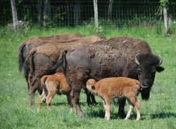 Les Trois Fermes