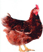 Couvoir Jacquet Frres