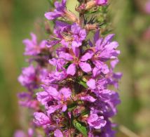 fleurs-en-haute-saone-6-73d3-d7c24a