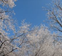 givre-hiver-2008-haute-saone-43-cbc1-429299