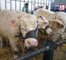 vaches-sainte-catherine-bbf6ba