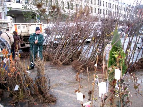 A la Sainte Catherine tout arbre prend racine