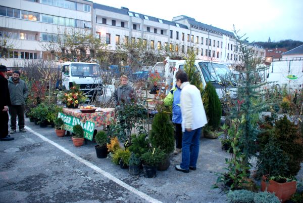 A la Sainte-Catherine, tout arbre prend racine!