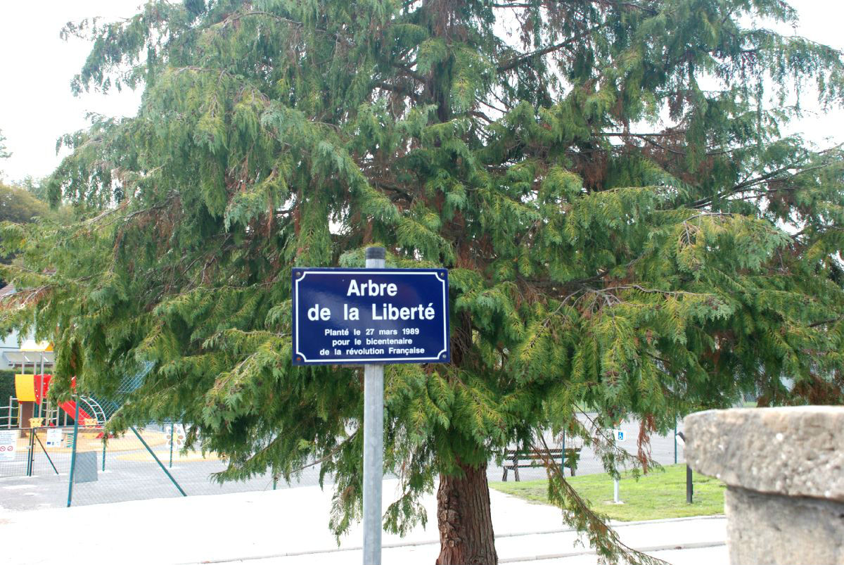 arbre bouhans montbozon