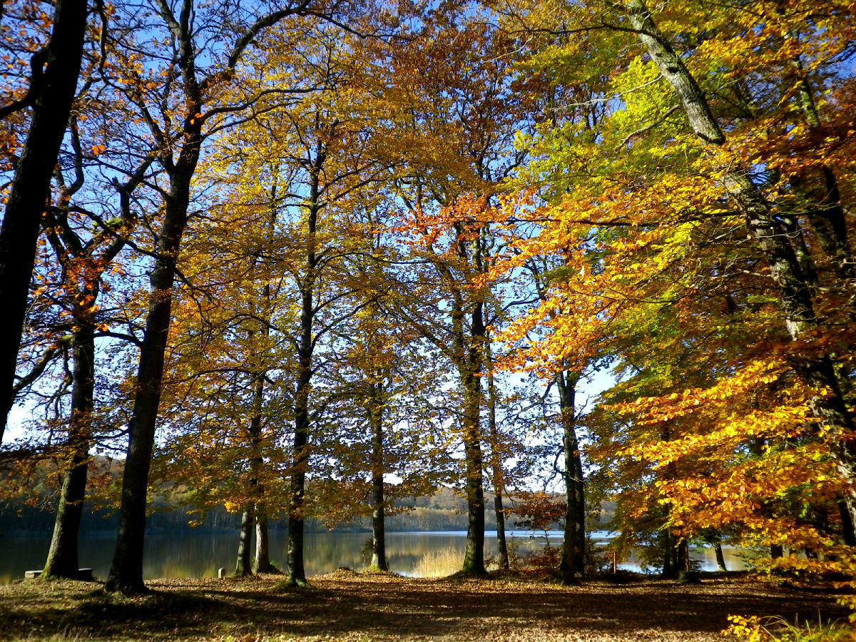 Etangs des Monts Reveaux