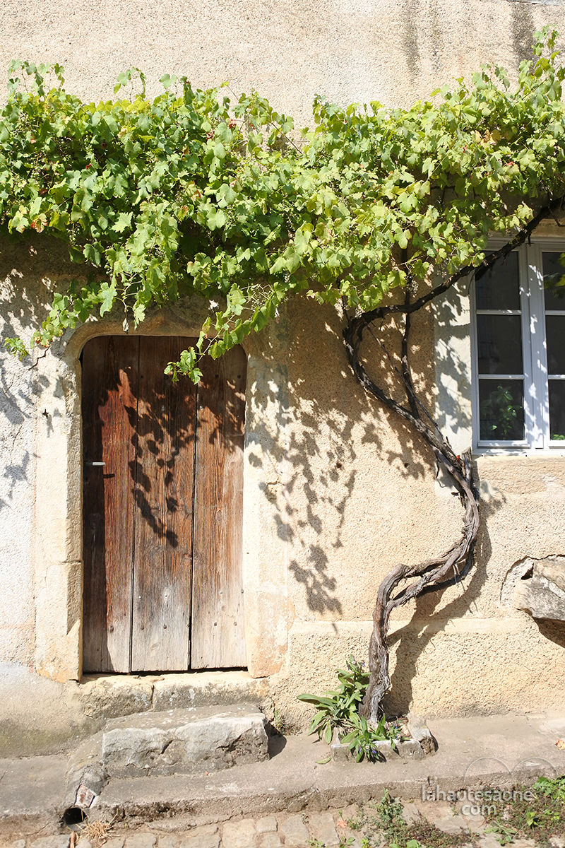 Les vignes, partout  Chariez