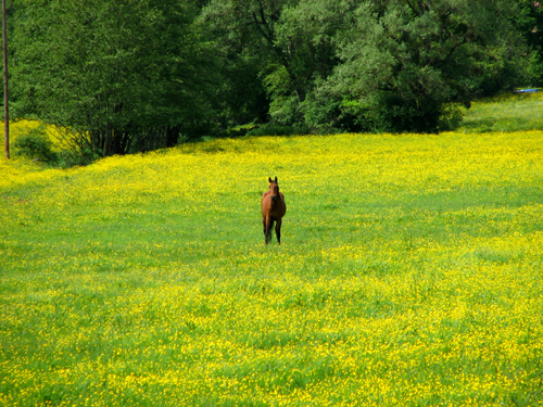 Cheval