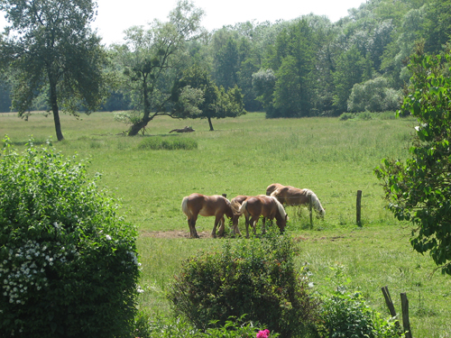 Chevaux 3