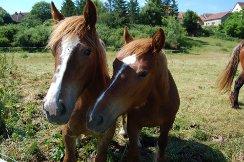 Chevaux