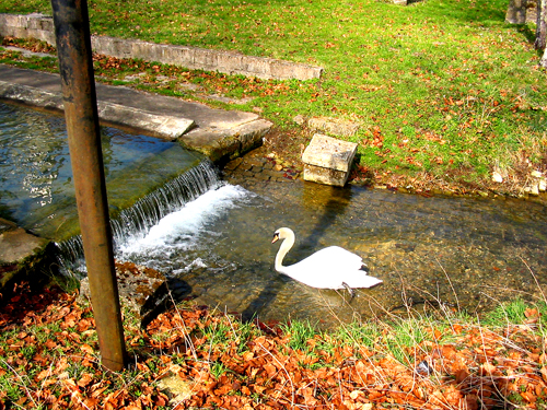 Cygne