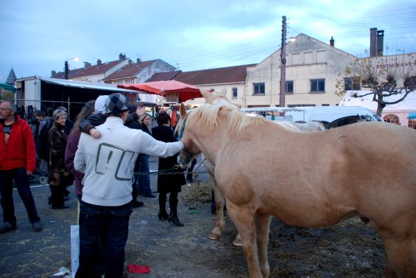 Des chevaux bien sages, Sainte-Catherine-2009_58