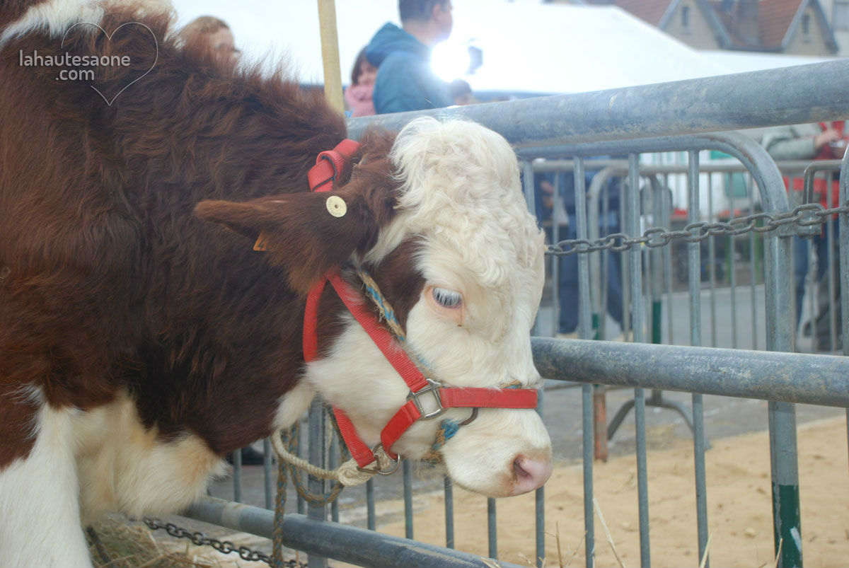 Exposition bovine