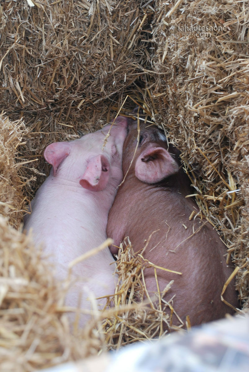 Devinez le poids du petit cochon !