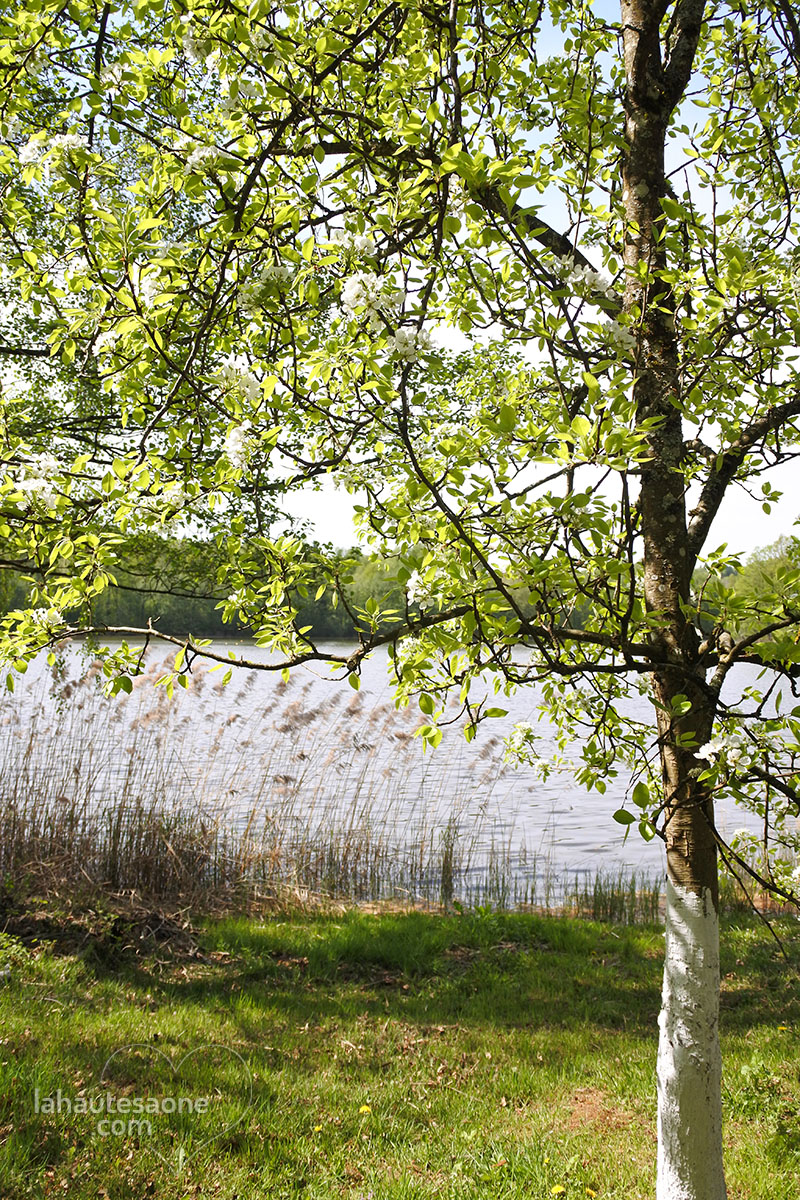 ecromagny-arbre-fleuri