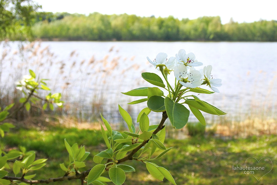 ecromagny-fleurs-blanches