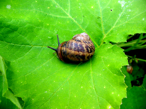 Escargot