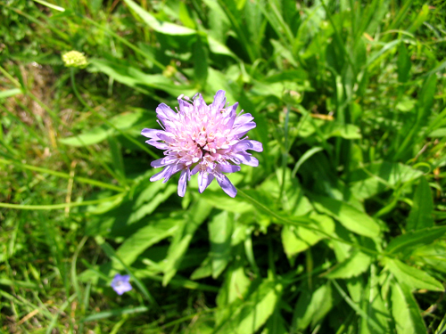 Fleur de Bleuet