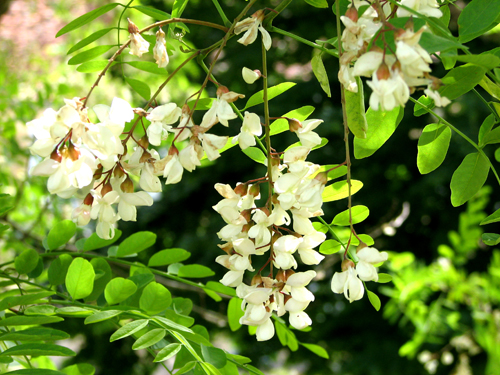 Fleurs en Haute Saone 2