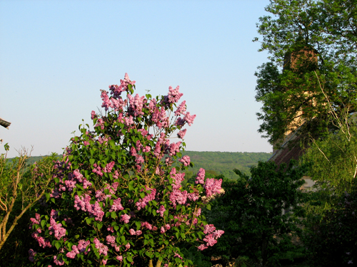 Fleurs en Haute Saone 3