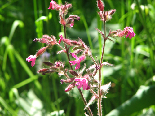 Fleurs en Haute Saone 4