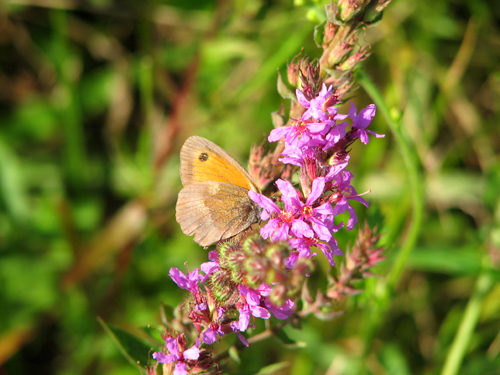 Fleurs en Haute Saone 6