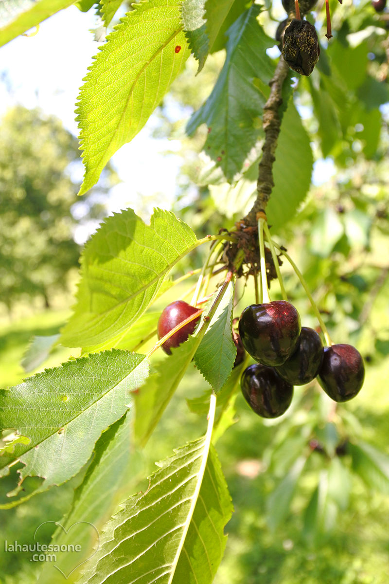 Cerises  point !