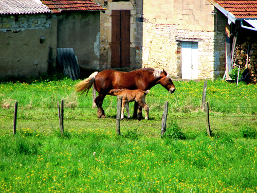 Jument et son poulain 1