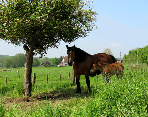 Jument et son Poulain 2