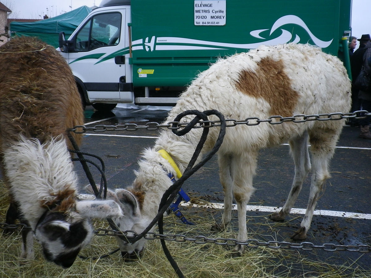 Un coucou aux lamas