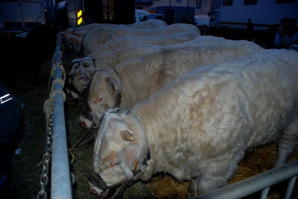 Les vaches s'ennuient... Sainte-Catherine-2009_60