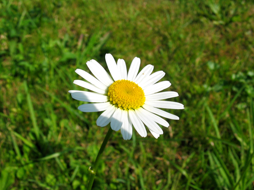 Marguerite