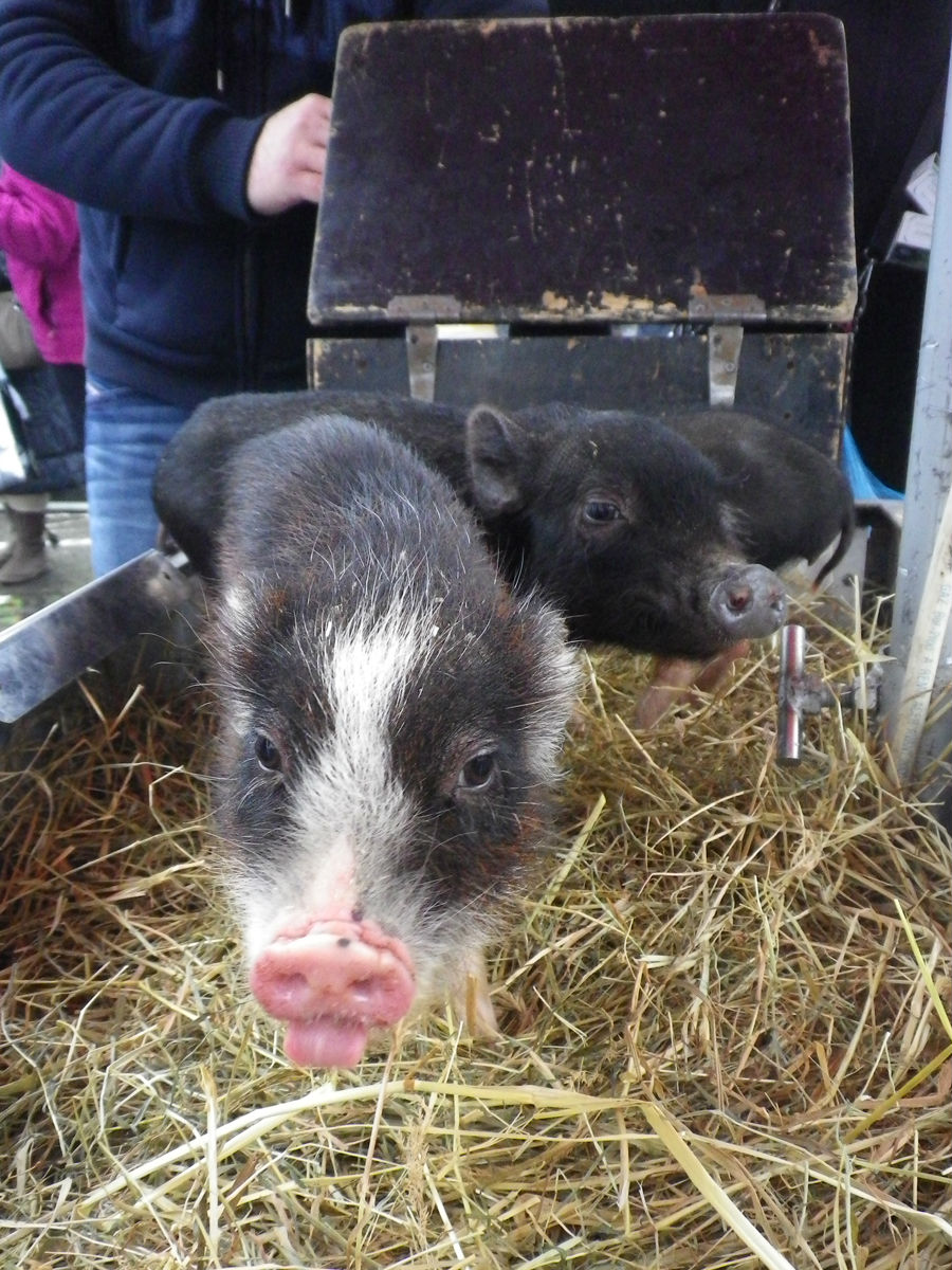 Pas de sainte Catherine sans petit cochon!