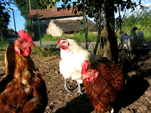 Poules