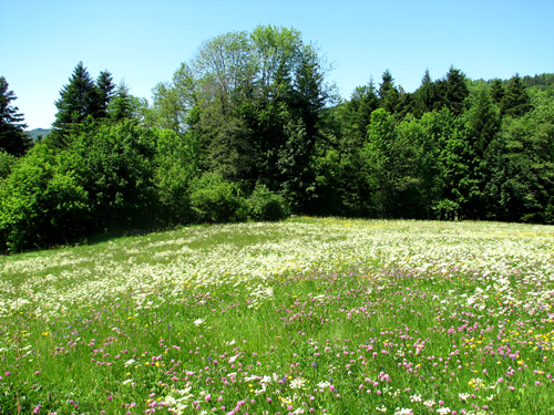 Prairie en Fleurs 1