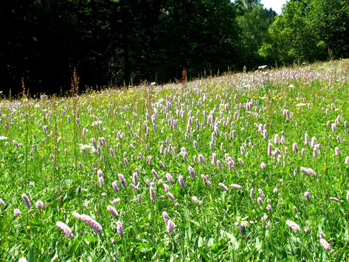 Prairie en Fleurs 2