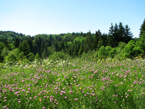 Prairie en Fleurs