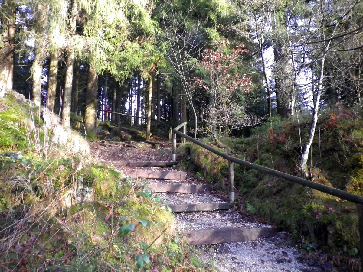 Escaliers forestiers
