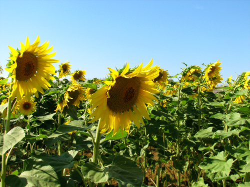 Tournesols