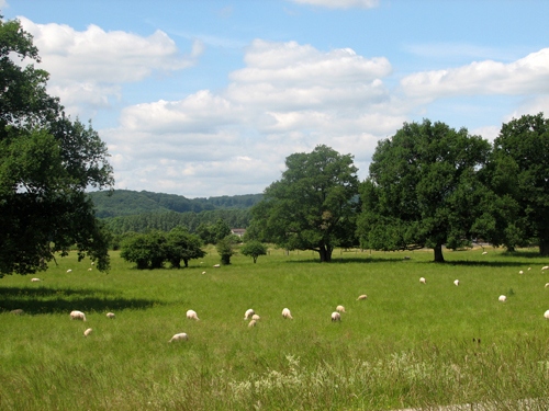 Troupeau de moutons