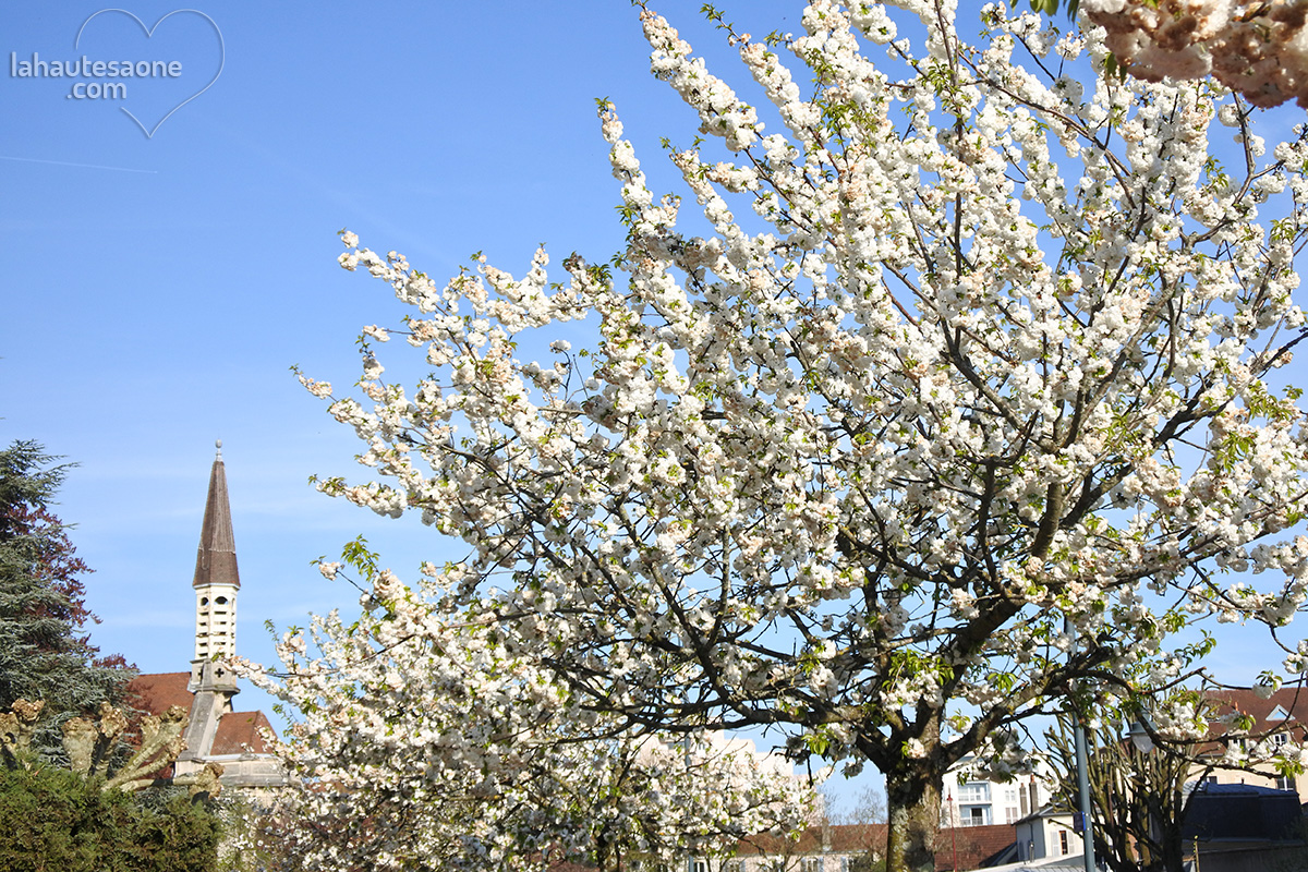 vesoul-arbre-fleurie